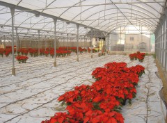 instalación de riego por aspersión